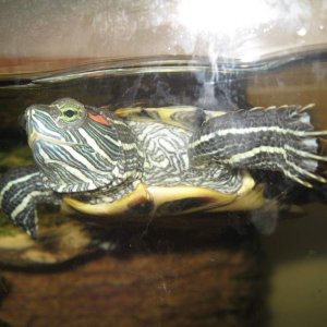 Red ear slider (~1 1/2 yr old)