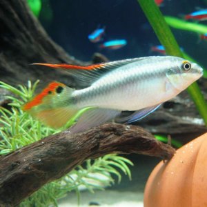 Male kribensis cichlid (Pelvicachromis pulcher) from Nigeria who has already successfully protected and raised 3 batches of fry with his life partner.