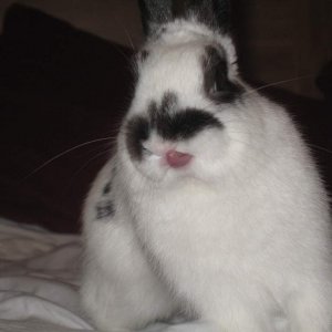 miniature rabbit (Buster)