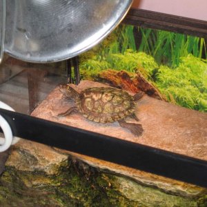 Young Mississippi map turtle (Oscar)