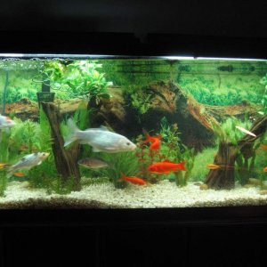 55 gallon overwintering koi tank (now only has 5 koi, no goldfish)