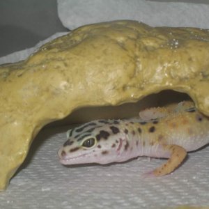 Leopard gecko