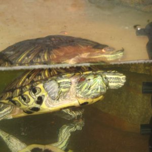 terd (17 yr old red ear slider)