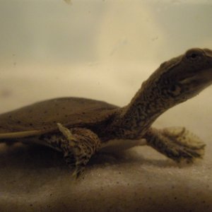 Apalone spinifera hartwegi (Western spiny softshell turtle)