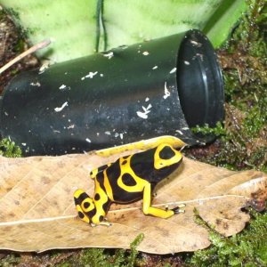 Dendrobates leucomelas