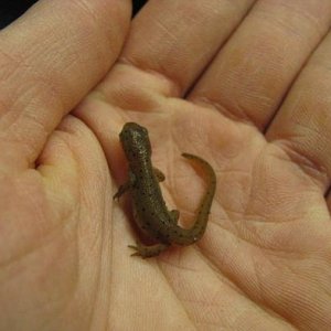 large eft with adult coloration coming in welll