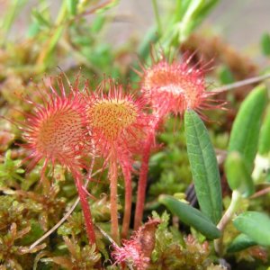 Drosera intermedia, I think.