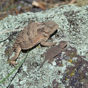 herping in Flagstaff, AZ