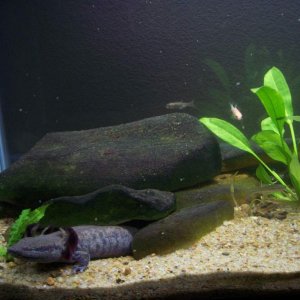 Ginger's tank-left side