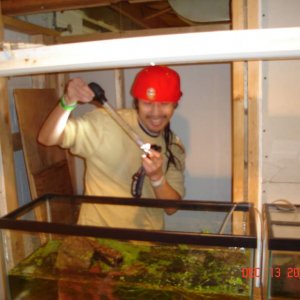 James finding kaiseri eggs in my tank 091213