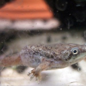 african dwarf frog