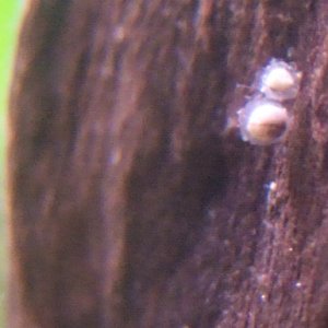 african dwarf frog eggs