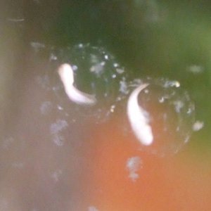 african dwarf frog eggs