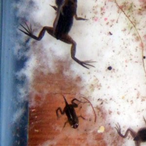 african dwarf frog tadpoles and frogs