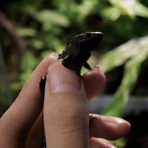 Tylototriton wenxianensis on Hand