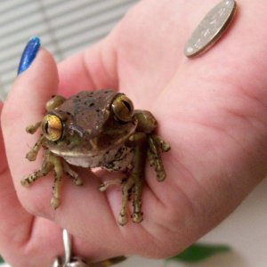 Mr. Smalls -- Leptopelis sp. -- Big eyed tree frog