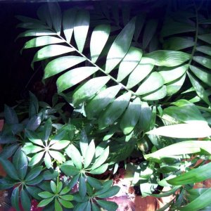 tree frog viv from above