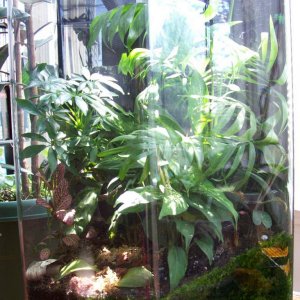 tree frog viv