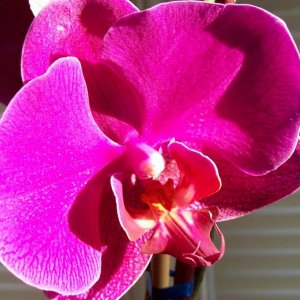 Phalaenopsis