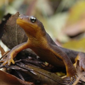 Taricha torosa torosa terrestrial form