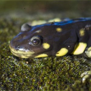 Ambystoma californiense