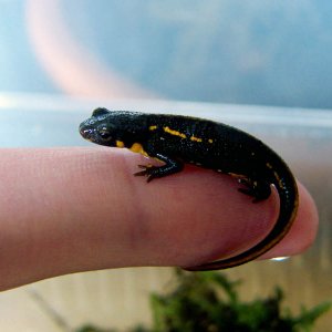 Juvenile Cynops pyrrhogaster