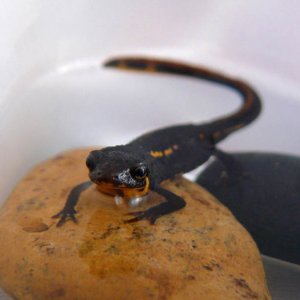 Juvenile Cynops pyrrhogaster