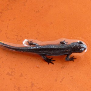 Juvenile Cynops pyrrhogaster