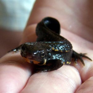 Cynops pyrrhogaster - a young male