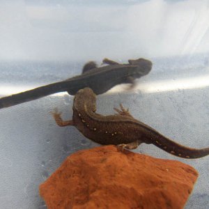 Cynops pyrrhogaster - young male and female (brown)