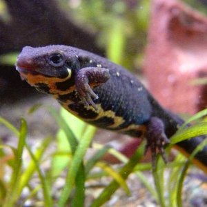 young Cynops pyrrhogaster - a young female before shedding her skin