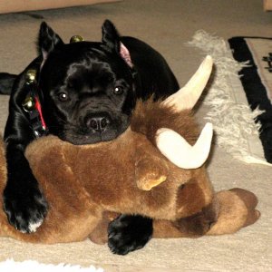 The cutest dog ever on her first Christmas....mauling her toy.