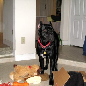 Puppybutt is overwhelmed by all of her presents.