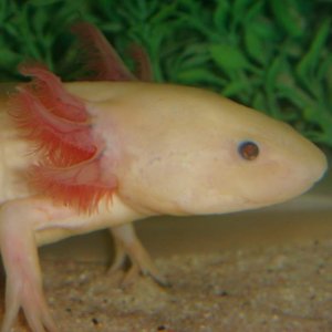 axolotl, leucistic3