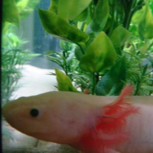 axolotl, leucistic2