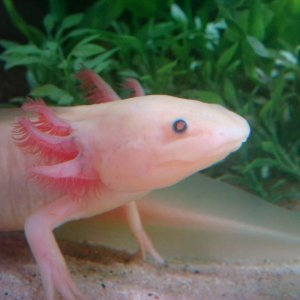 axolotl, leucistic