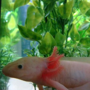 axolotl, leucistic4