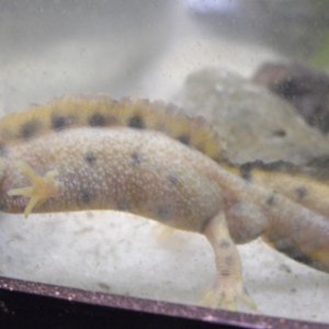 Triturus carnifex