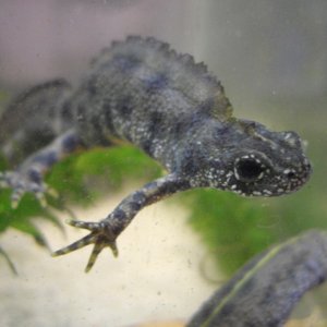 Triturus carnifex