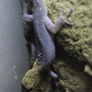 Gonatodes albogularis (Yellow-headed Gecko)