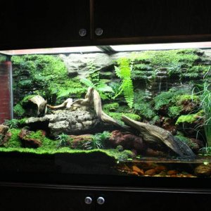 Salamandra enclosure. Air cooled, 90 Gal. (33 gal sump), live moss, ferns, ect