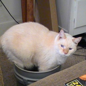 Blue trying to poop in a bucket of dirt!!  His butt isn't in the bucket!!  I stopped him but he was not happy about it.  He is the old man of the prid