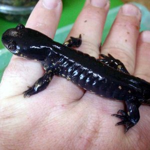 Eastern Tiger Salamander (Ambystoma t. tigrinum)