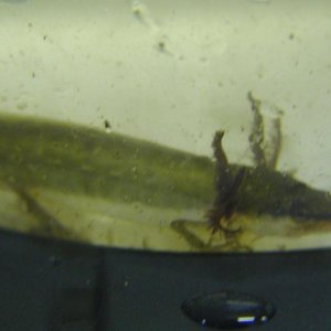 Striped Newt (Notophthalmus perstriatus)