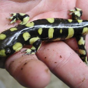 Barred Tiger Salamander (Ambystoma t. mavortium)