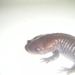 Mole Salamander (Ambystoma talpoideum)