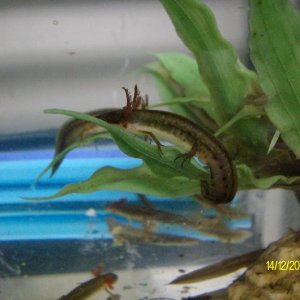 Striped Newt (Notophthalmus perstriatus)