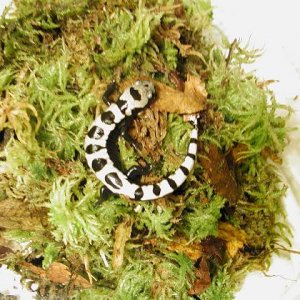 Marbled Salamander (Ambystoma opacum)