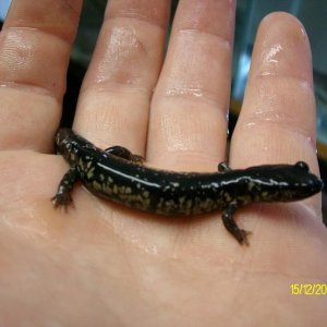 South Carolina Slimy Salamanders (Plethodon variolatus)