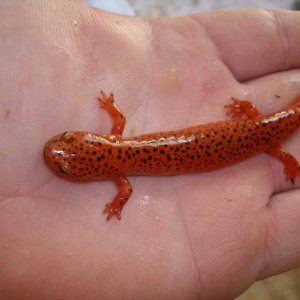 Northern Red Salamander (Psuedotriton r. ruber)